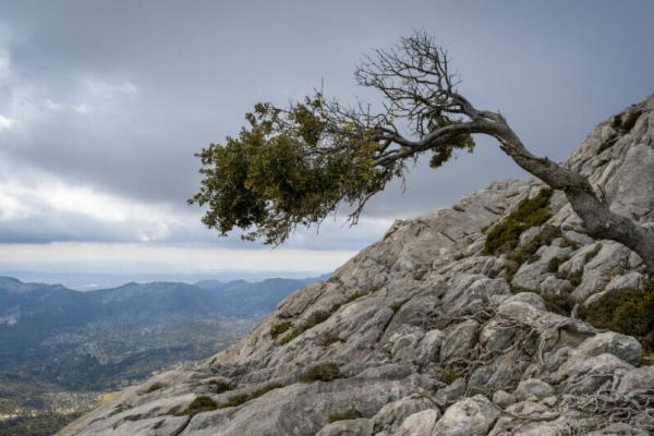 A lone tree growing on the face of a stone hill, resilient against the harsh wind