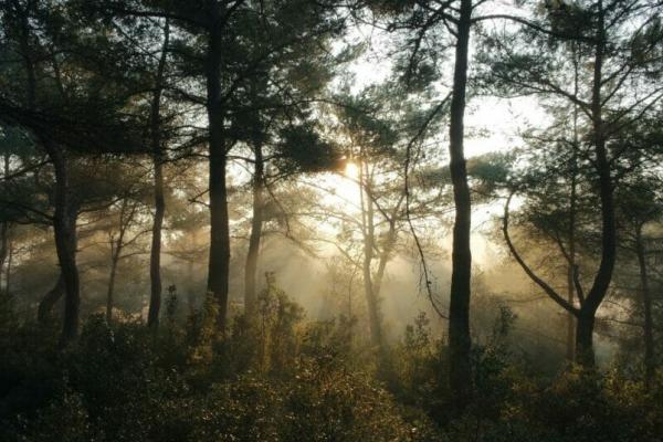 Trees in a forest